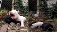 Missouri Rescuers Rush To Free Puppy Trapped While His Mom Barked Frantically