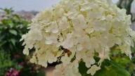 Haz esto a tus hortensias en septiembre para que estén mucho más fuertes después del invierno