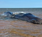 Two of three beached sperm whales in P.E.I. dead; condition of third deteriorating