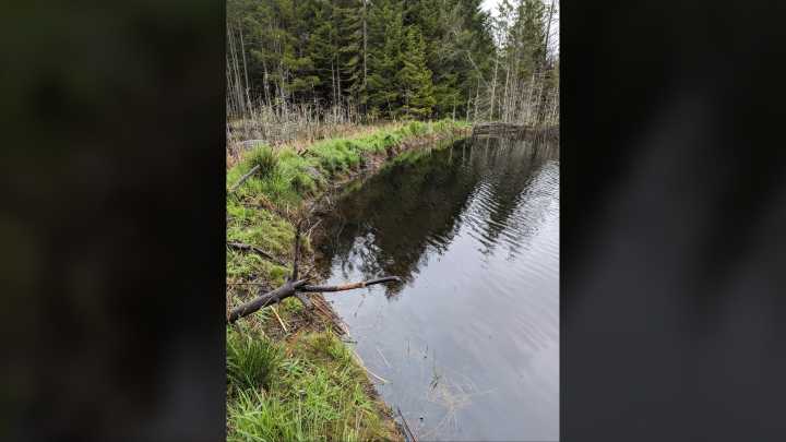 Decommissioning of the Coats Marsh weir begins on Gabriola Island