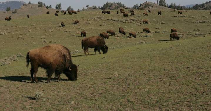 How Yellowstone's migrating bison could help America's grasslands