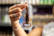 Desde Oaxaca llega el mezcal artesanal con alacrán a la frontera