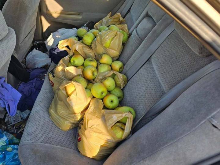 Ohio orchard targeted by apple thieves