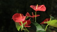La planta con flores en forma de corazón que le dará un toque único a tu jardín esta primavera
