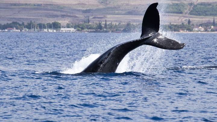 Cardano’s Bearish Retail Crowd Hands Whales a Buying Opportunity