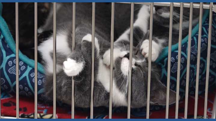 Ohio could become the 6th state to ban cat declawing