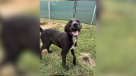 Pet of the Day: Salsa