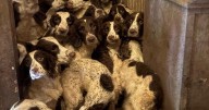 Springer Spaniels rescued from filth training to be police dogs