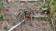 They're bug-eyed and hairy, but they will kill crawly things