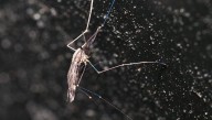 Denisovan DNA May Make Some People Resistant To Malaria And Other Parasitic Infections