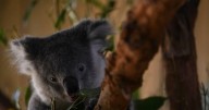 Labor clears path for 'once in a generation' koala park