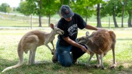 From corn mazes to kangaroos, New York farms shift to selling memories
