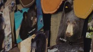 Gatlinburg sees major drop in human-bear encounters this year