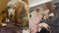 Texas Rescuers Were Shocked To Discover This Stray Mama Dog Who Had To Give Birth In Pouring Rain