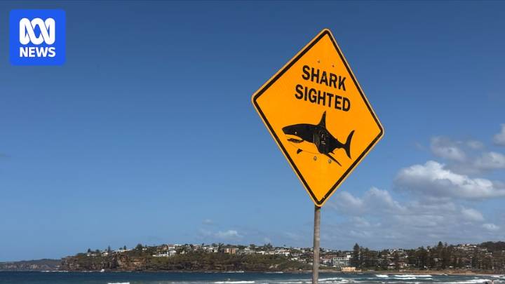 Fatal shark attack at Sydney beach reignites shark net debate