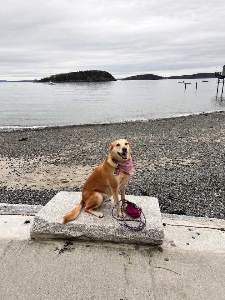 Westfield kicks off its 2026 Top Dog Competition