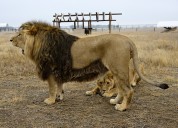 Keenesburg’s Wild Animal Sanctuary sues developer over homes slated for the animal haven’s doorstep