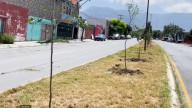 Van por 5 mil árboles más; amplía Municipio meta de reforestación
