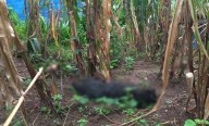 Envenenan a 60 perros en comunidad tzotzil de San Juan Chamula
