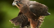 Mysterious falcon named New Zealand's Bird of the Year