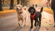 ¿Collar o arnés?: la mejor opción para pasear a tu perro, según veterinarios