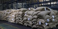 Exportación de cacao venezolano crece un 45% en 2025 posicionándose en mercados internacionales