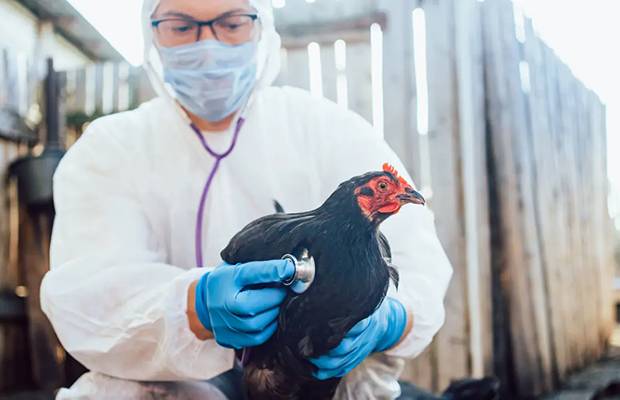 Dos mutaciones en el virus de la gripe aviar norteamericana ayudan a su potencia