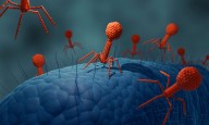 ¡Fagoterapia al rescate! Para combatir a superbacterias que amenazan con matar a millones de personas para 2050