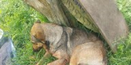 Condenan en Tolima a un hombre que disparó contra perros en Icononzo