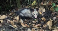 CAR Cundinamarca rescató a animales en condiciones de vulnerabilidad