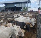 Ganaderos deben actuar rápido ante casos de gusano barrenador, advierte Seder