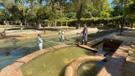 El Ayuntamiento descarta gripe aviar en la muerte de un pato del parque de María Luisa, donde ha intensificado la limpieza de los estanques