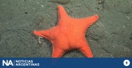 Se viene una nueva expedición que explorará cañones submarinos de Chubut y Río Negro: cuándo empieza