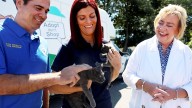 Mobile veterinary van aids Hempstead's feral cat initiative