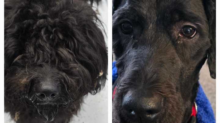 Stray numbers on the rise in Monroe County. Here's how you can help