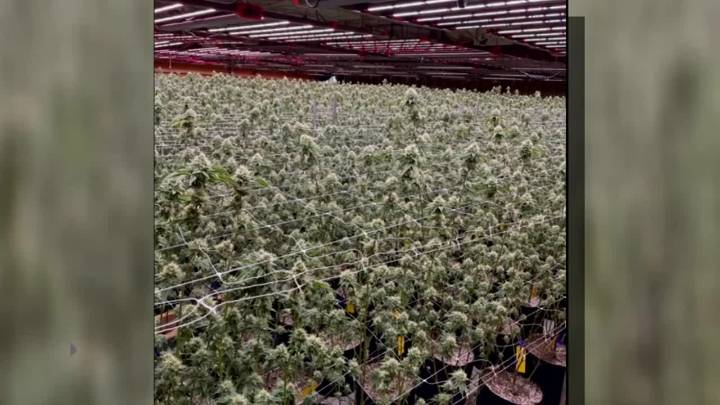 300 pounds of marijuana confiscated in Cushing grow farm bust