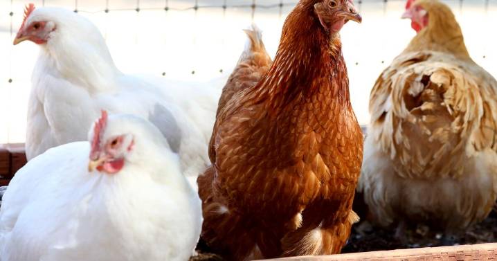 Contributor: Why rescuing animals should never be a crime