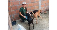 Dolor en la comunidad: fallece reconocida animalista en el Eje Cafetero tras un accidente de tránsito