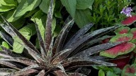 From Aztec Kings to Purple People Eaters: New Mangave varieties for the garden