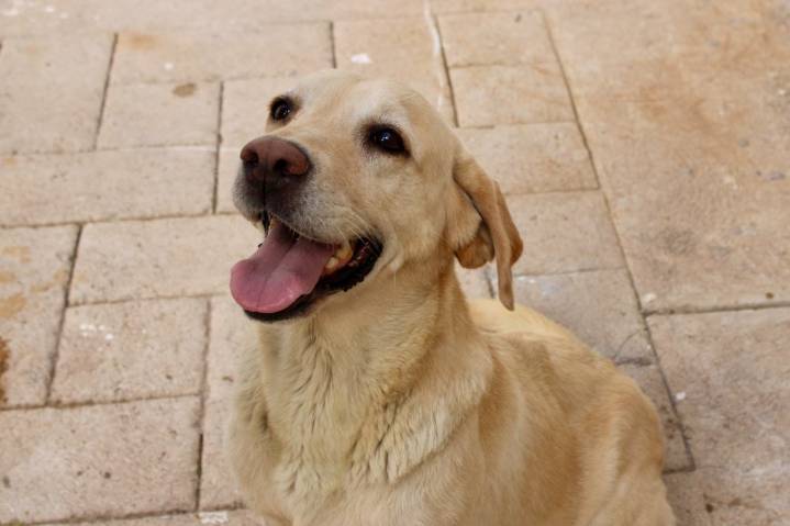 ¿Quieres darle hogar a una mascota? Promueve Municipio la adopción en el Día Mundial del Perro Adoptado