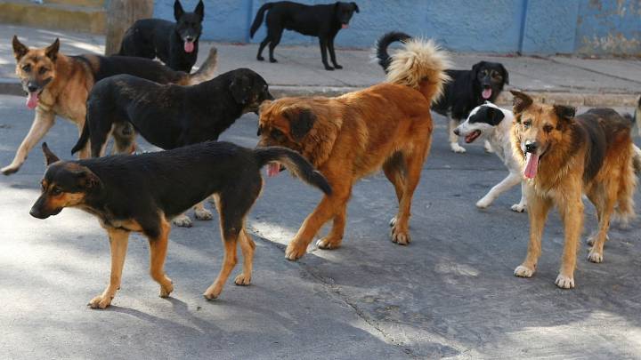 Video: un ladrón entró a robarle a tres mujeres adultas pero fue atacado por 15 perros