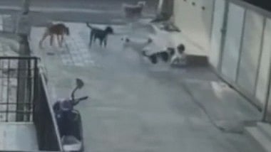 Pune Shocking Video: Four Stray Dogs Attack, Drag Minor Girl On Road