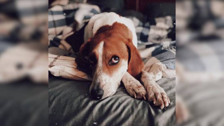 Maryland Family's Joy Turns To Heartbreak When Their Dog Vanishes After Neighbor Visit
