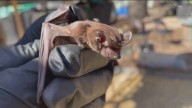 Live bat with rabies discovered in Cedar Park