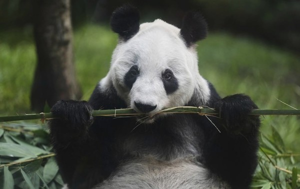 La panda gigante Xin Xin es la última de su especie en América Latina