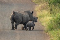 Protecting rhinos more urgent that ever this World Rhino Day