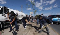 Plantan 55 árboles en la Ejército
