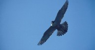Yellowstone Valley Audubon offers raptor identification talk Sept. 18