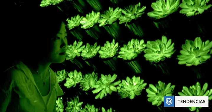 Científicos crearon suculentas que brillan en la oscuridad y se recargan con luz solar
