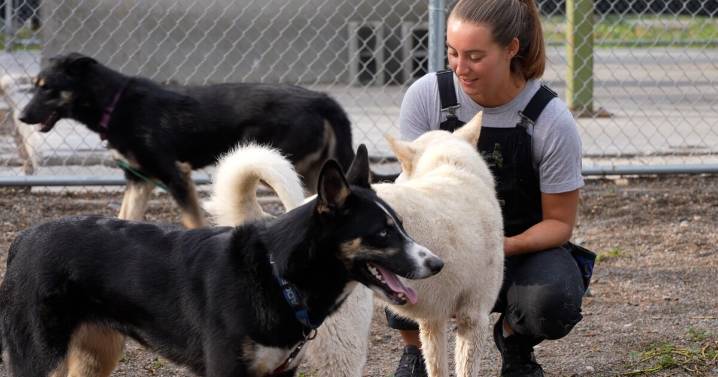 LCHS holds special event for remaining rescued huskies
